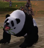 Panda Panda