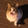 tekirr